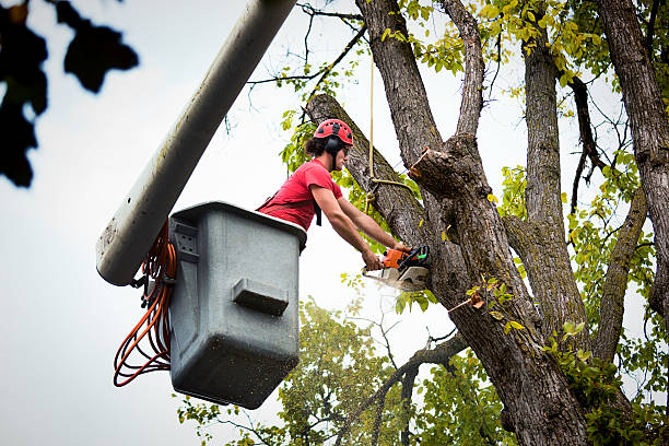 Best Storm Damage Tree Cleanup  in Coats, NC